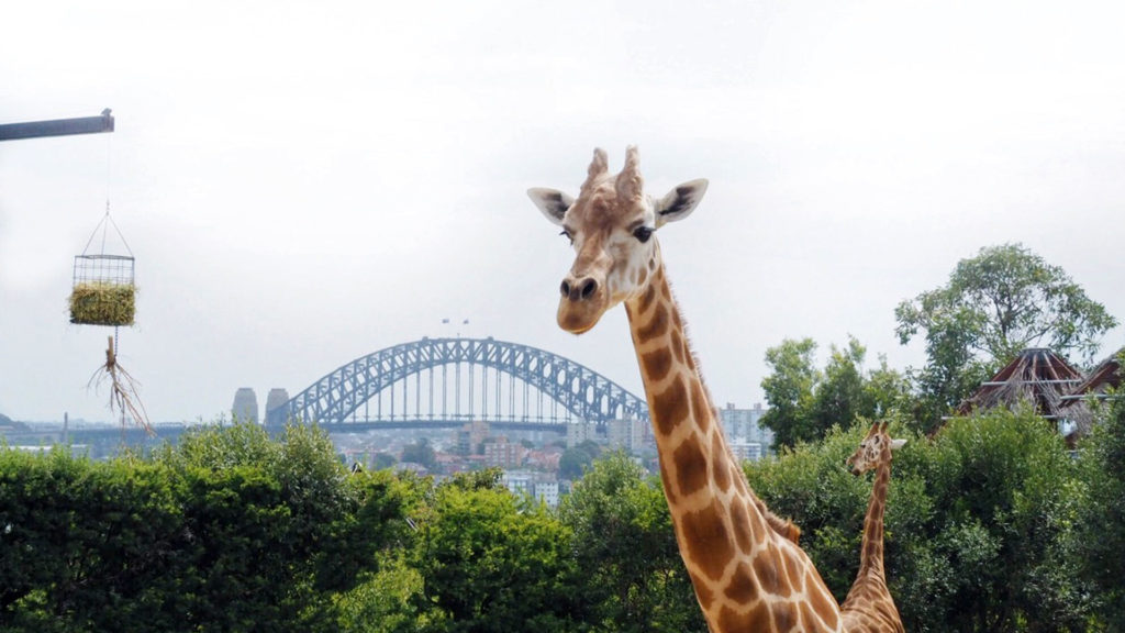 Sydney-Taronga-Zoo-1024x576