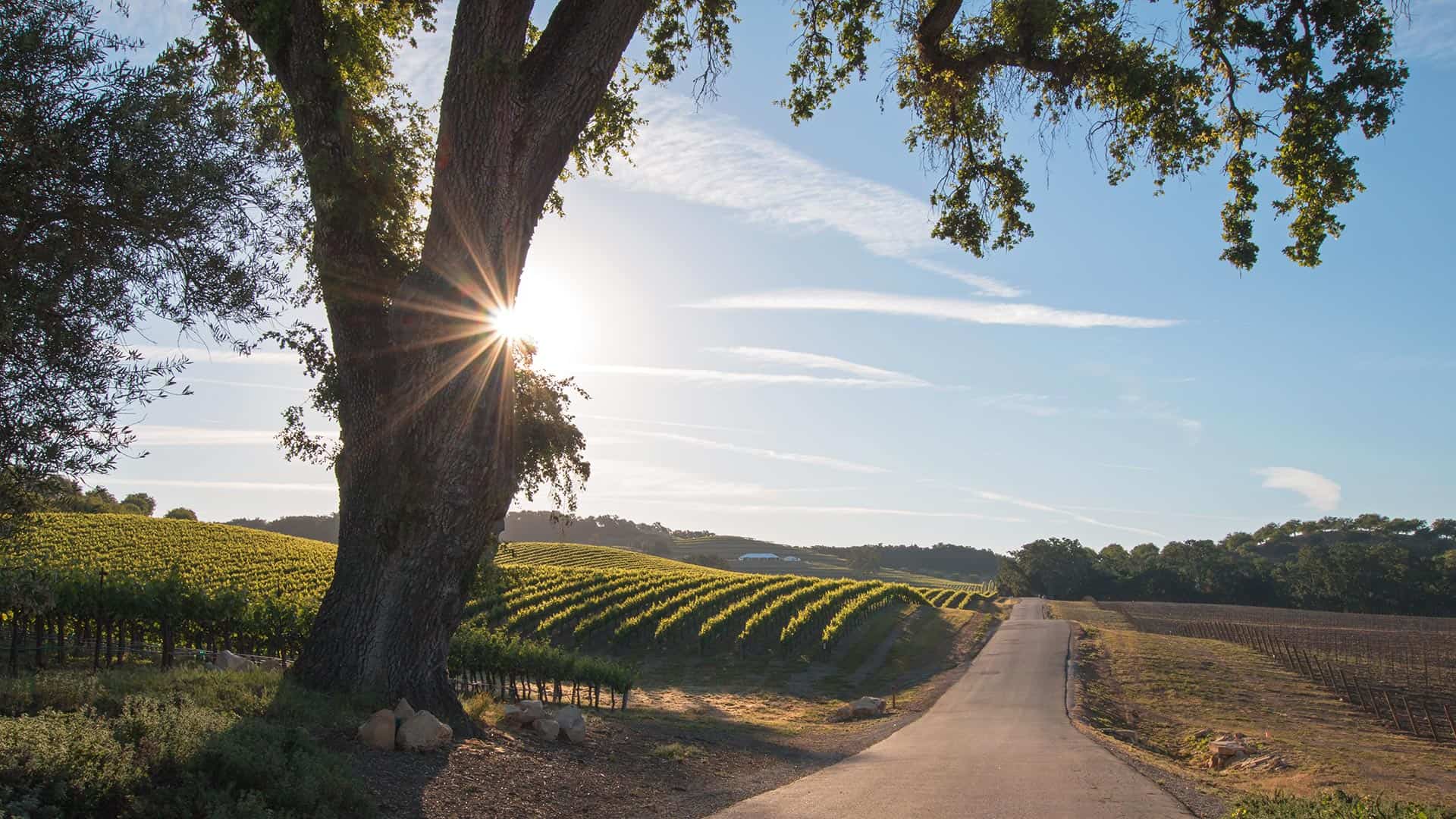 Paso Robles: A Rustic-Chic Country Town